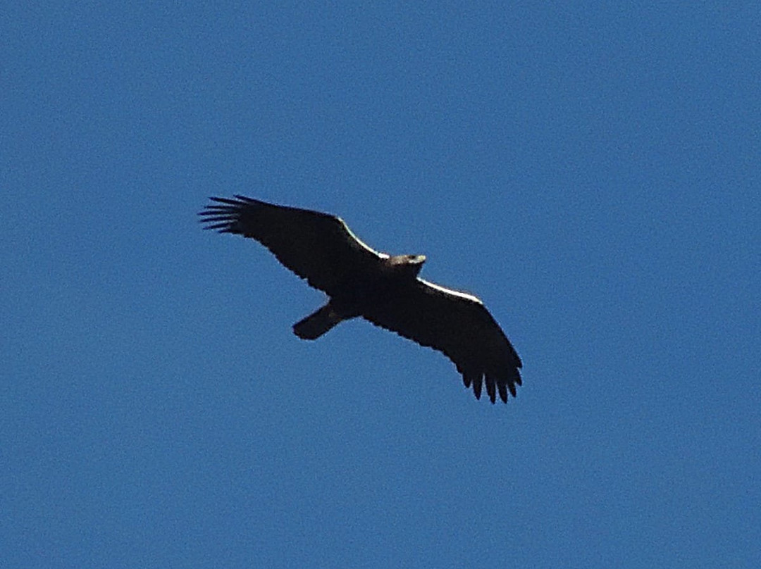 Iberian Nature - Servicio de Guias de Naturaleza景点图片