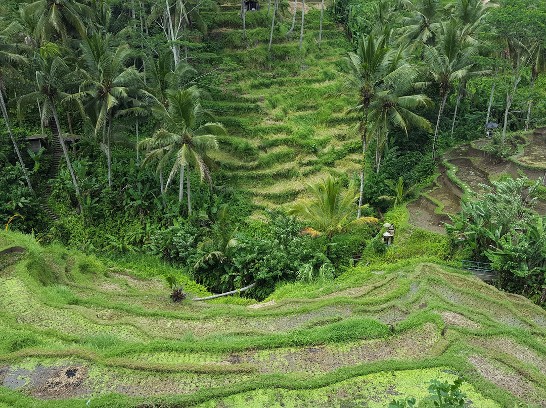 Javaindo Ecotourism Tour & Travel-巴纽旺宣必去景点