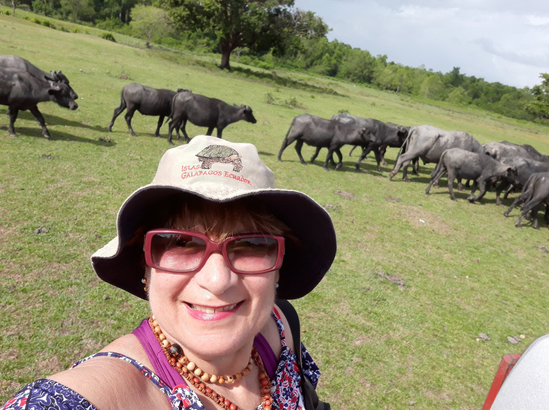 Araruna Farm-Soure必去景点