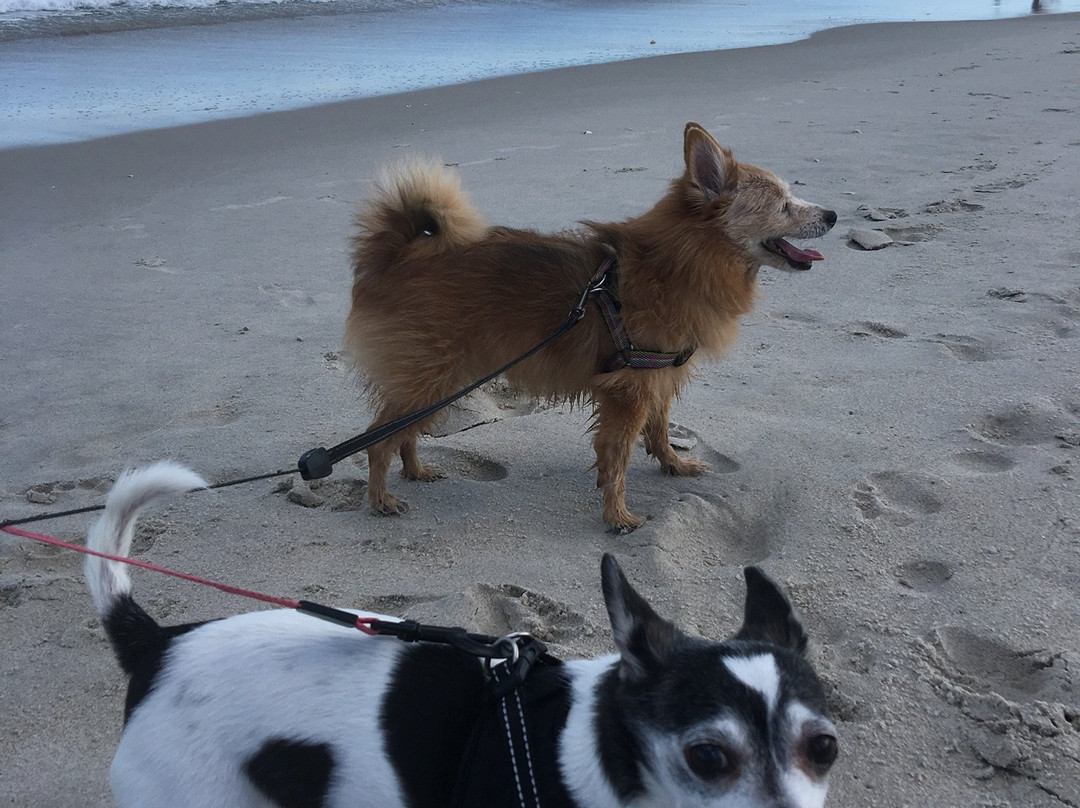 Canova Beach Dog Park景点图片