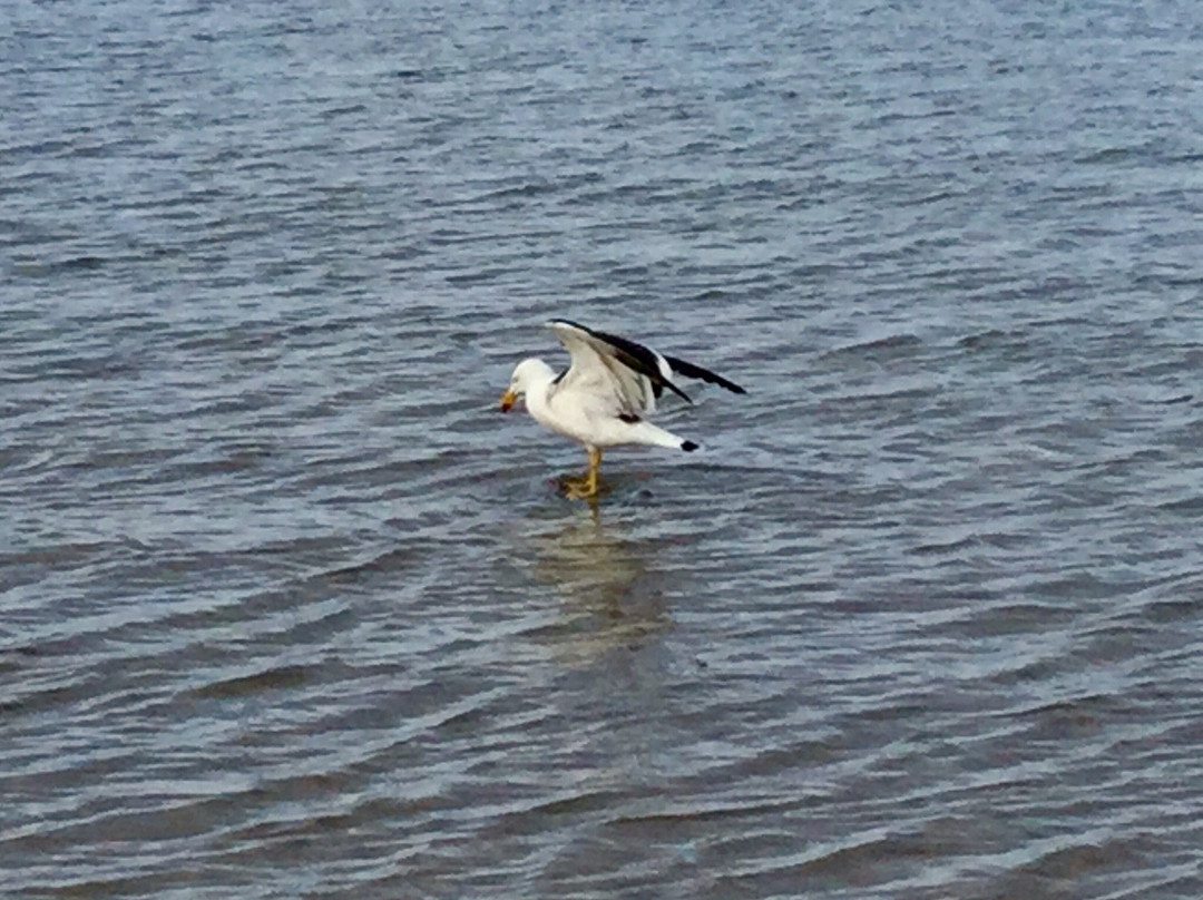 Encounter Walking Trail-Ceduna必去景点