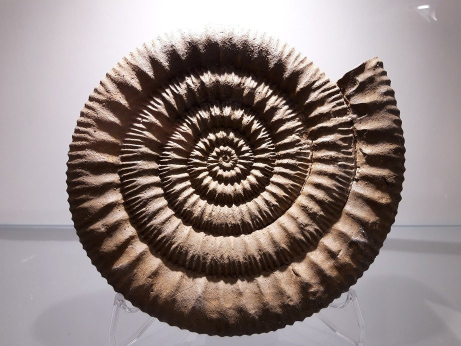 Cambrian Museum景点图片