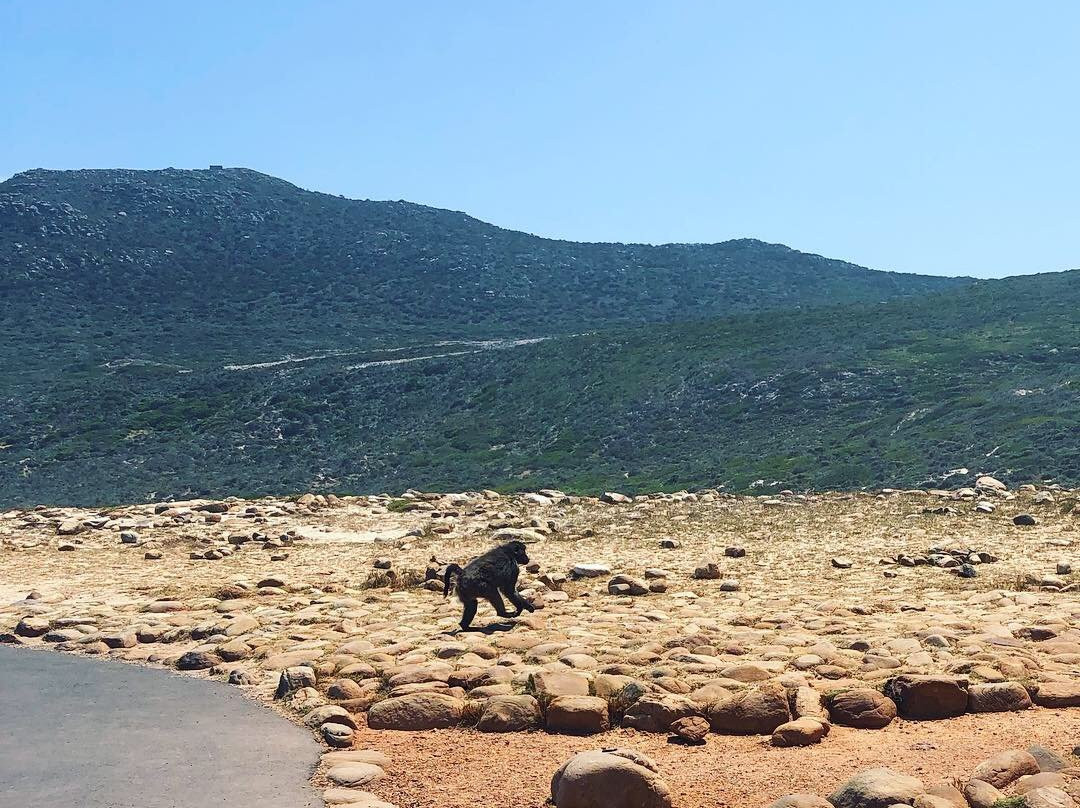 Travel Pilot-开普敦中心区必去景点