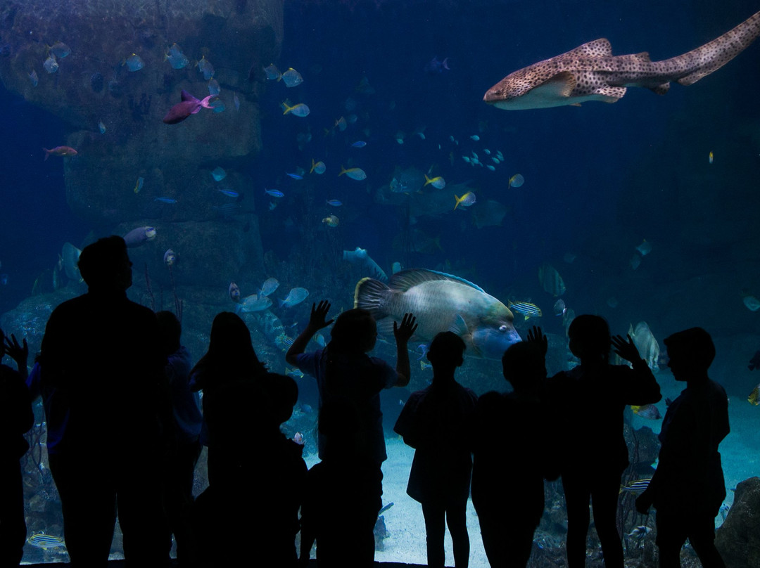 National Marine Aquarium景点图片