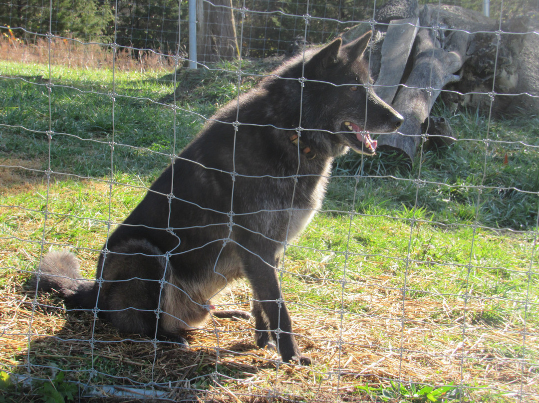 Wolf Paws Positive Awareness Wolfdog Sanctuary景点图片