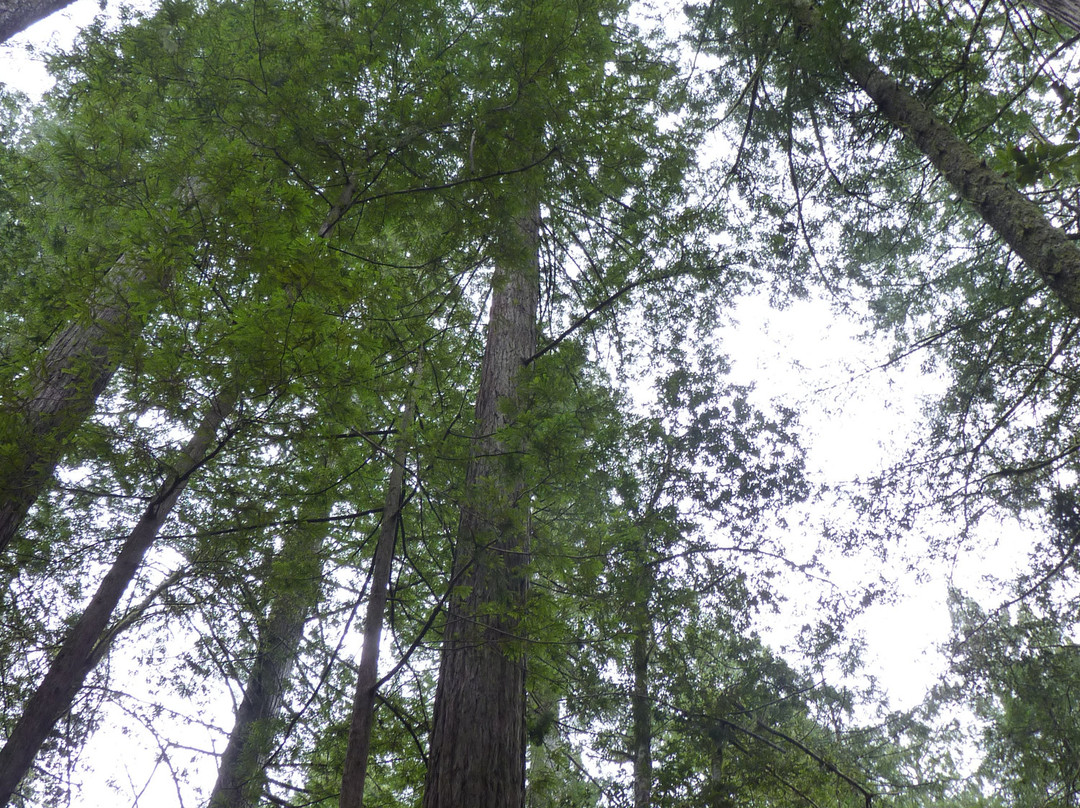 Oregon Redwood Trail-布鲁金斯必去景点