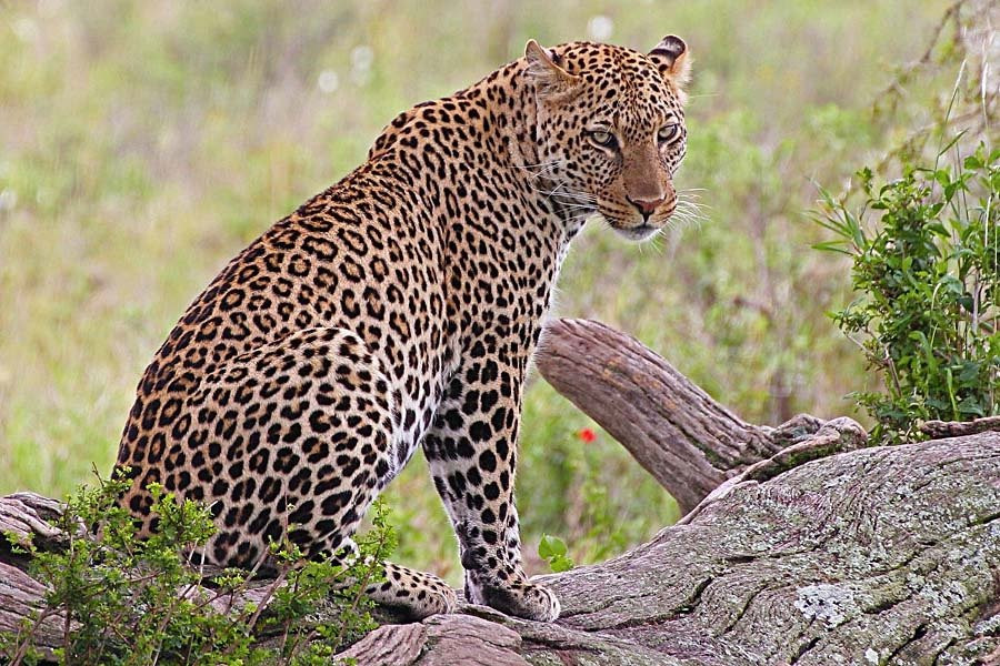 Ephraim's Guide Safaris-阿鲁沙必去景点