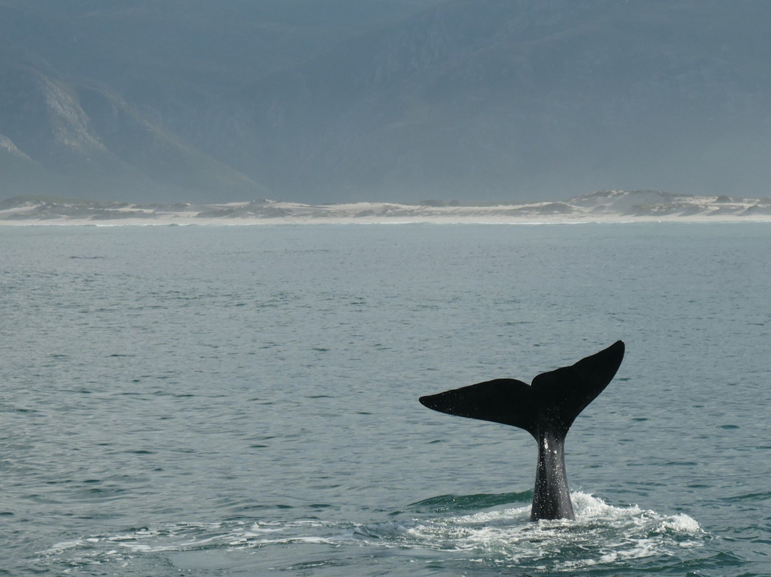 Whale Watching Hermanus-赫曼努斯必去景点