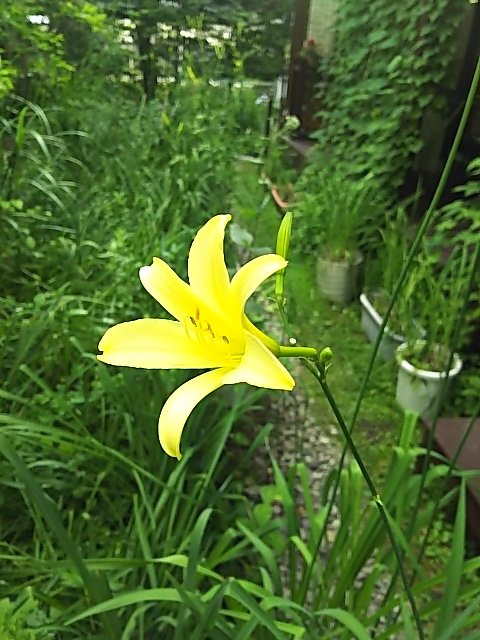 Little Museum Karuizawa Flower Center-轻井泽町必去景点