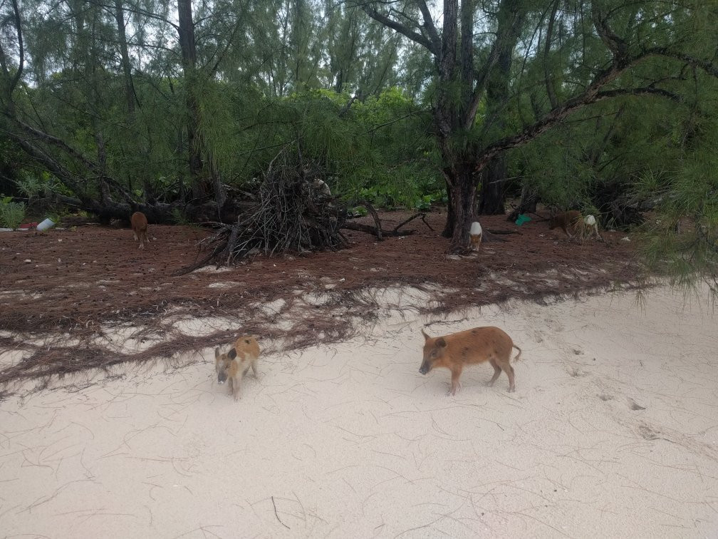 Treasure Cay Boat Rentals景点图片