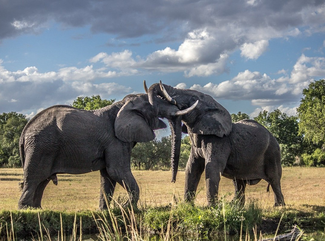 African Safari Group-开普敦必去景点