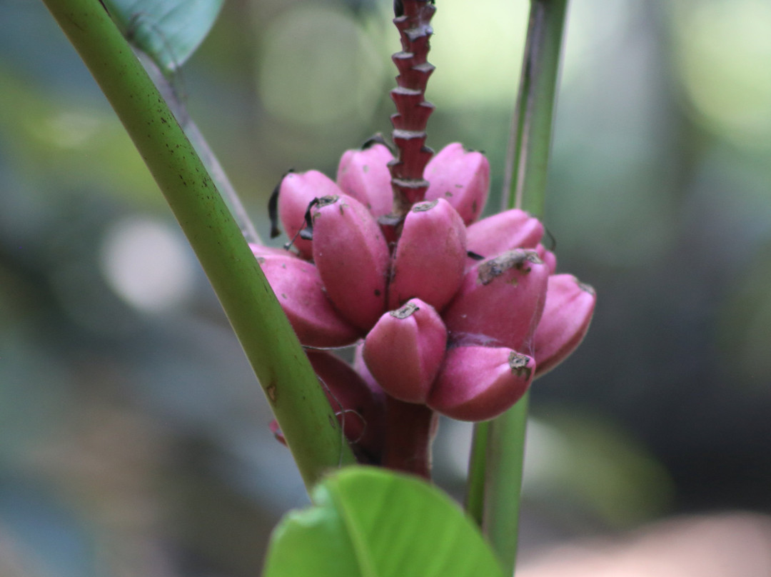 Deepa World Spice and Ayurvedic Garden景点图片