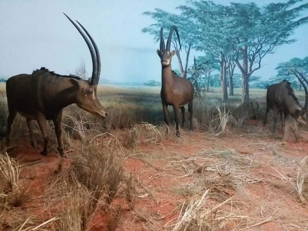 Museum of Natural History景点图片