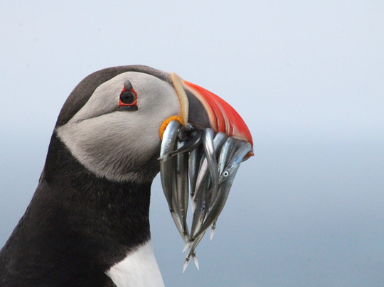 Faroe Tours-托沙文必去景点