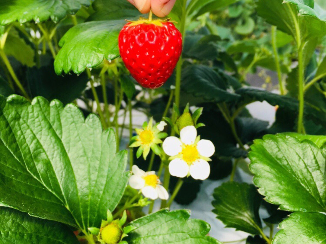 Strawberry Farm Ichigo Meguri景点图片