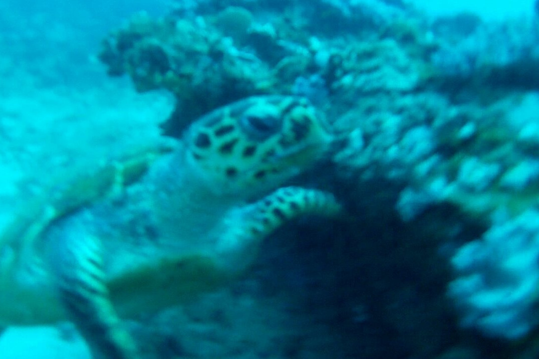 Amoray Diving-索德瓦纳必去景点
