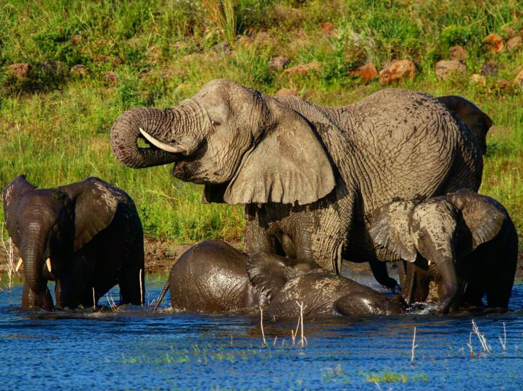 Nambiti Plains Private Game Lodge主图