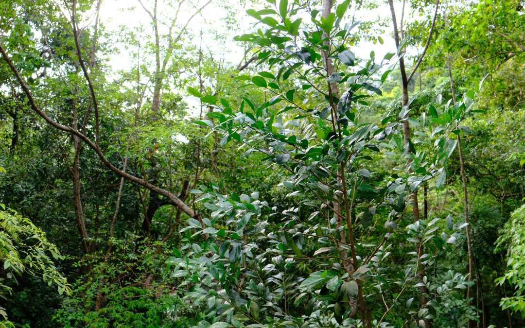 加帕玛拉度假村主图