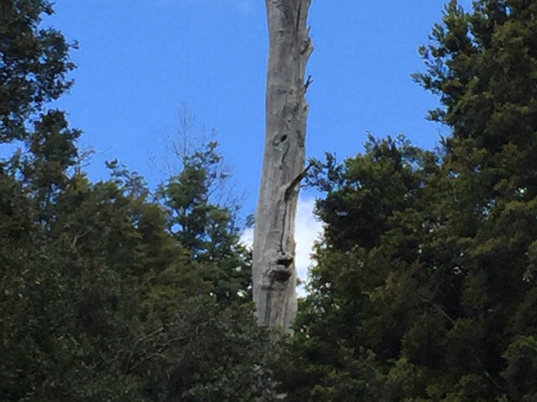 Bridal Veil Falls-Moina必去景点