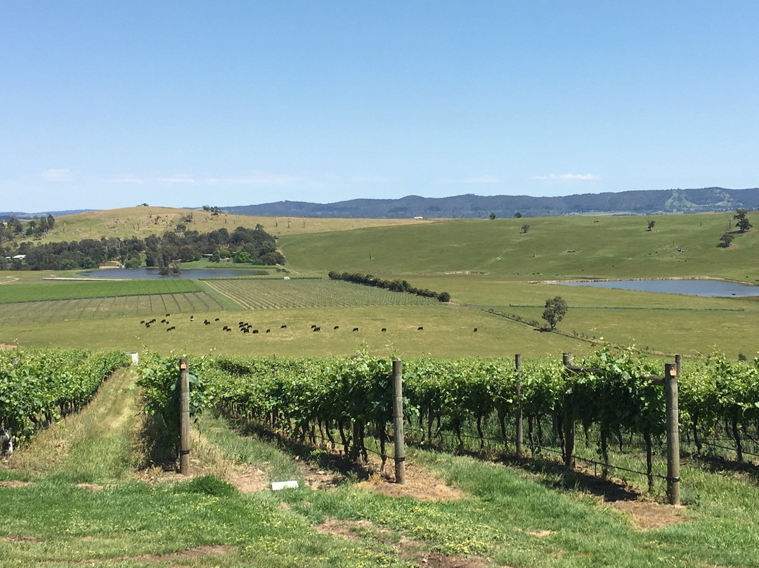 Helen & Joey Estate-Yarra Valley景点图片