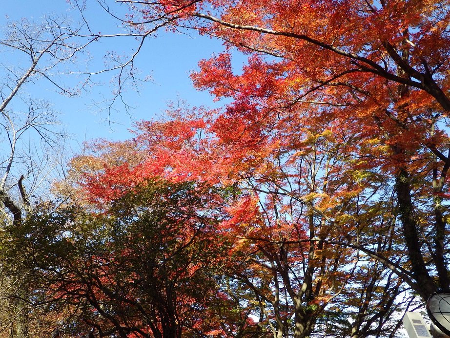 Gotenyama Park景点图片