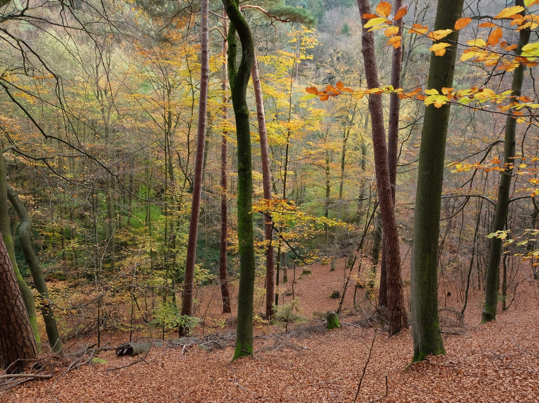 Barenlochweiher-Kindsbach必去景点