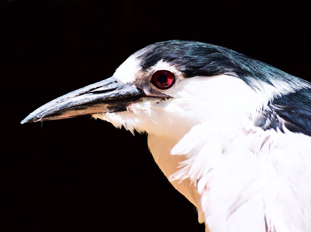 Applegate Park Zoo-默塞德必去景点