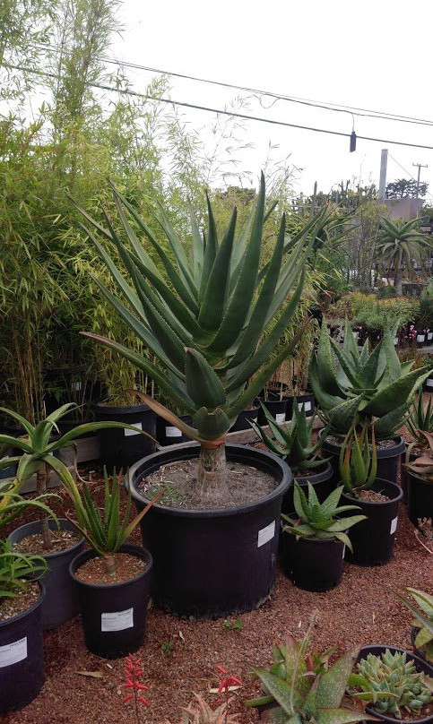 Cactus Jungle-伯克利必去景点