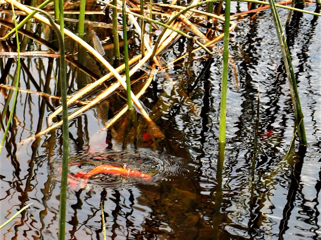 Owens River-隆派恩必去景点