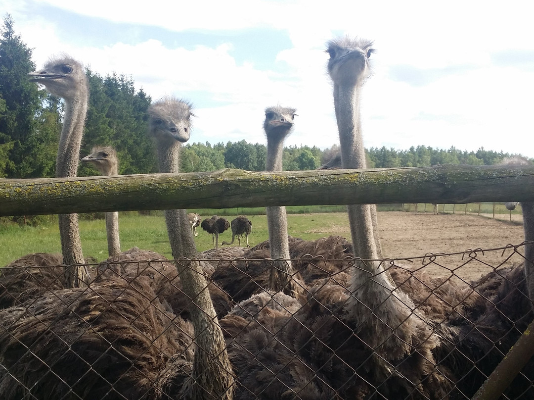African Ostrich Farm in Garczyn景点图片