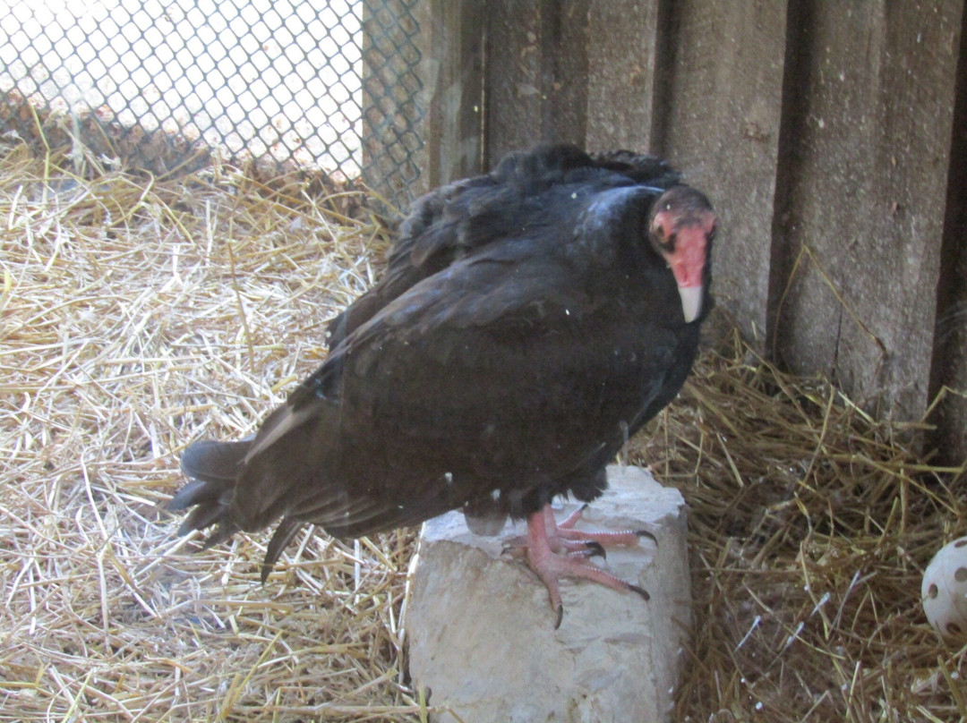 TreeHouse Wildlife Center-Dow必去景点
