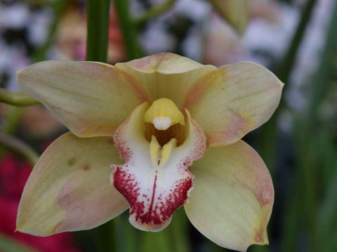 W.W. Seymour Botanical Conservatory景点图片