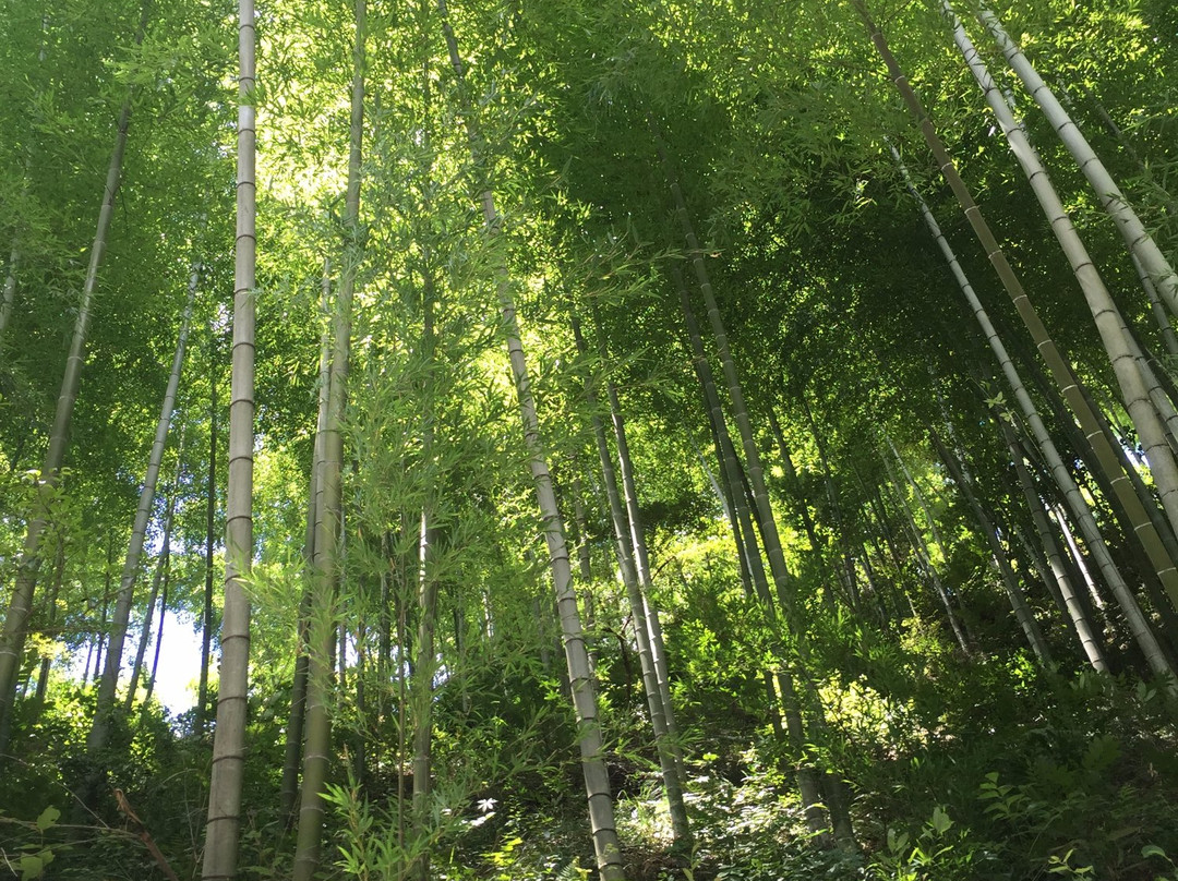 黄山竹海木坑-黟县必去景点