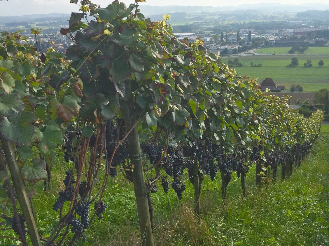 Wein-Wanderweg Weinfelden景点图片