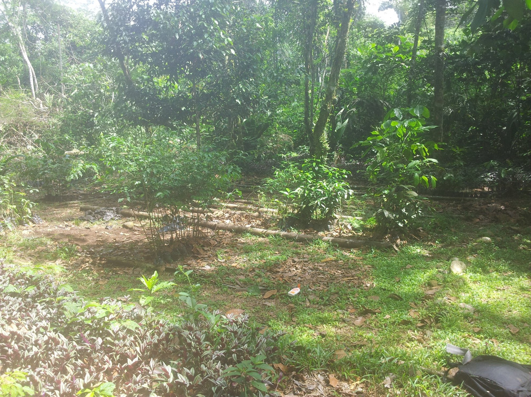 Jatun Sacha Biological Reserve-Misahualli必去景点