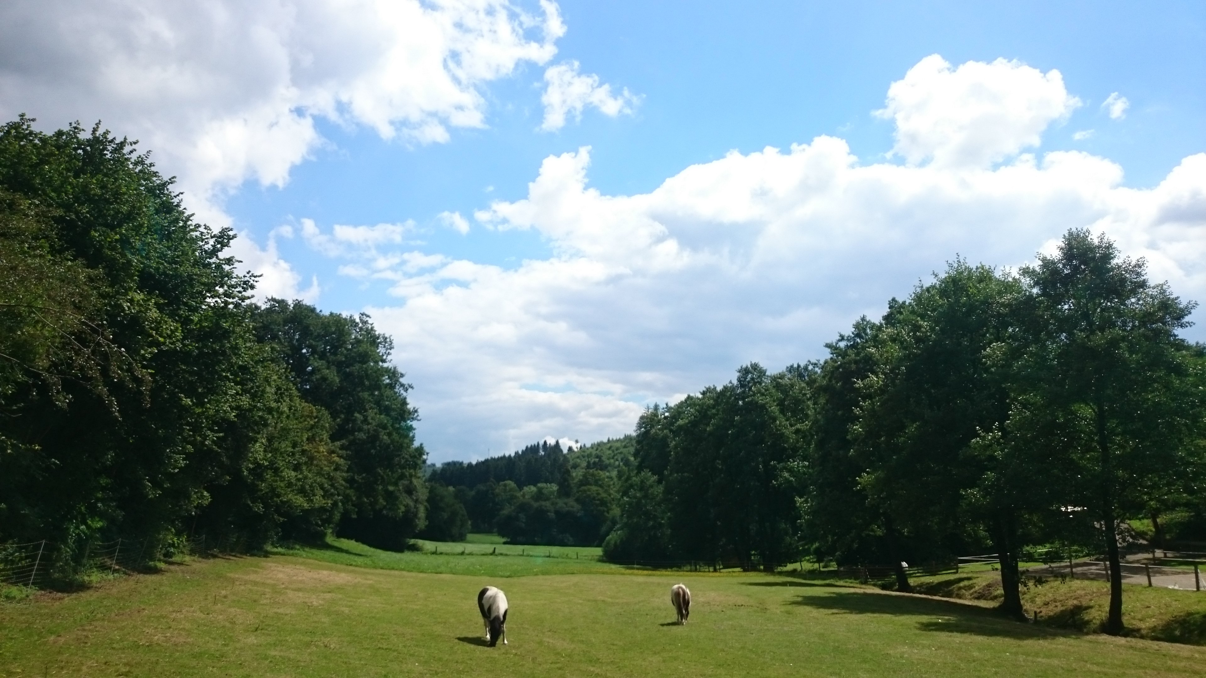 Pension Haus am Walde-浴室