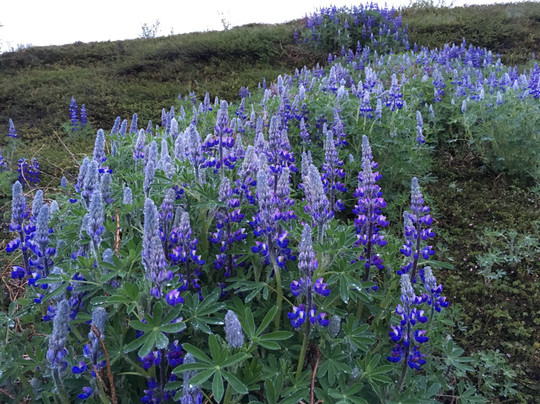 Husavik Walking Tours-胡萨维克必去景点