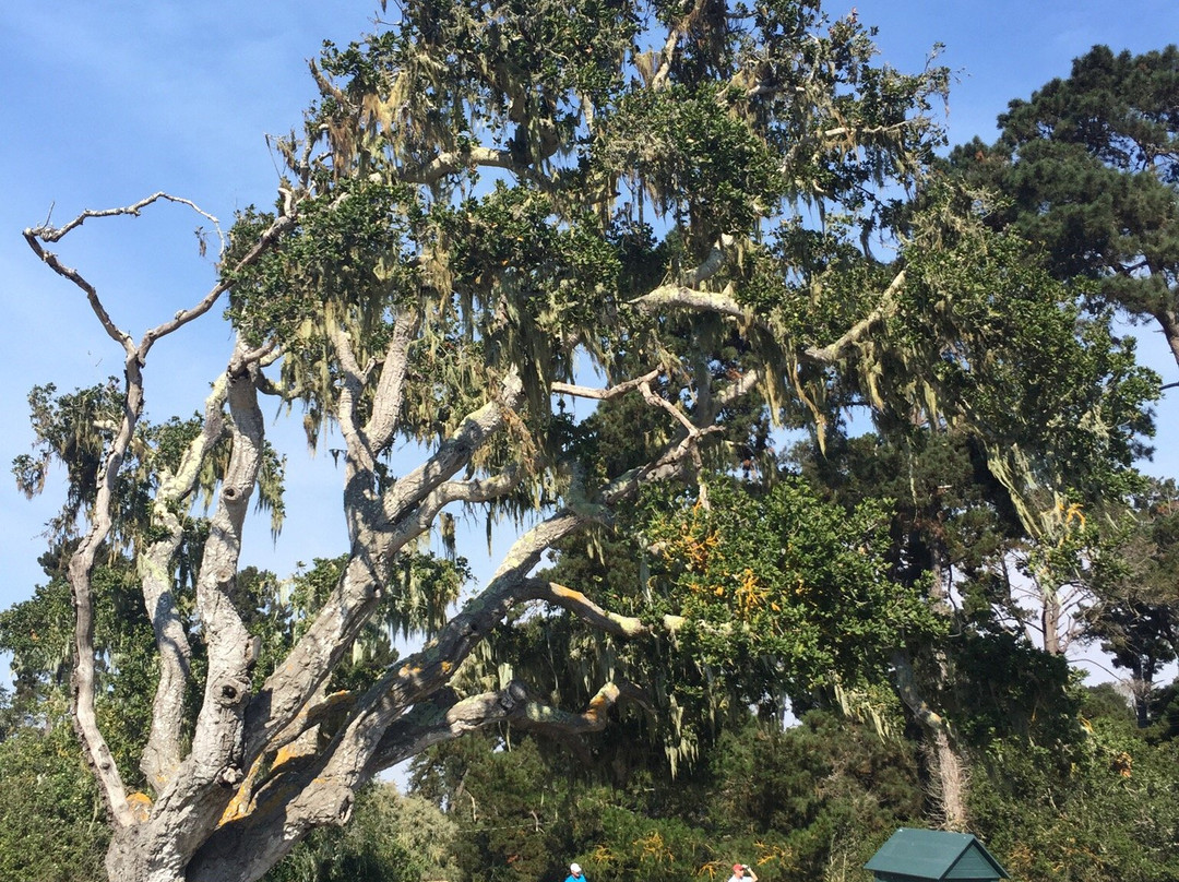 Del Monte Golf Course-蒙特雷必去景点