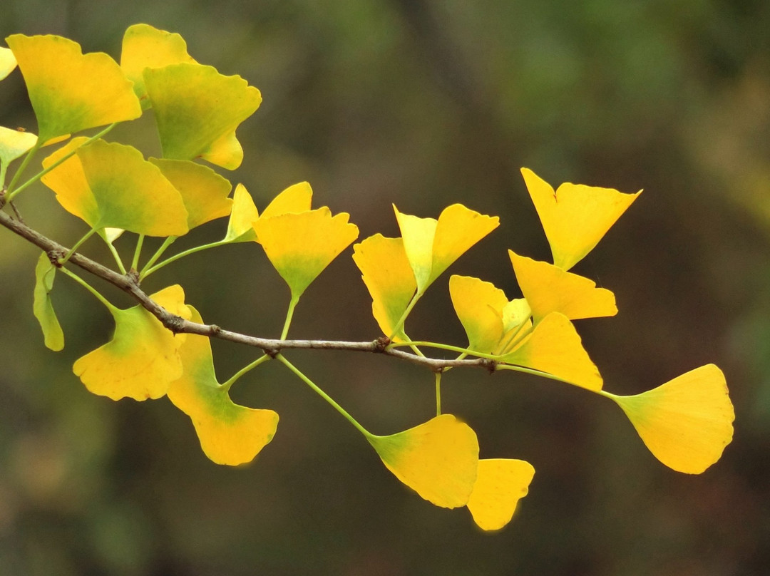 Hongcheon Ginkgo Forest-洪川郡必去景点