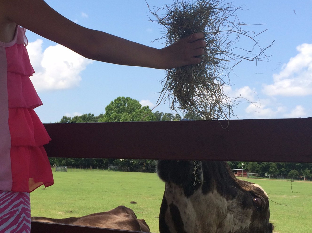 Uncle Donald's Farm-Lady Lake必去景点