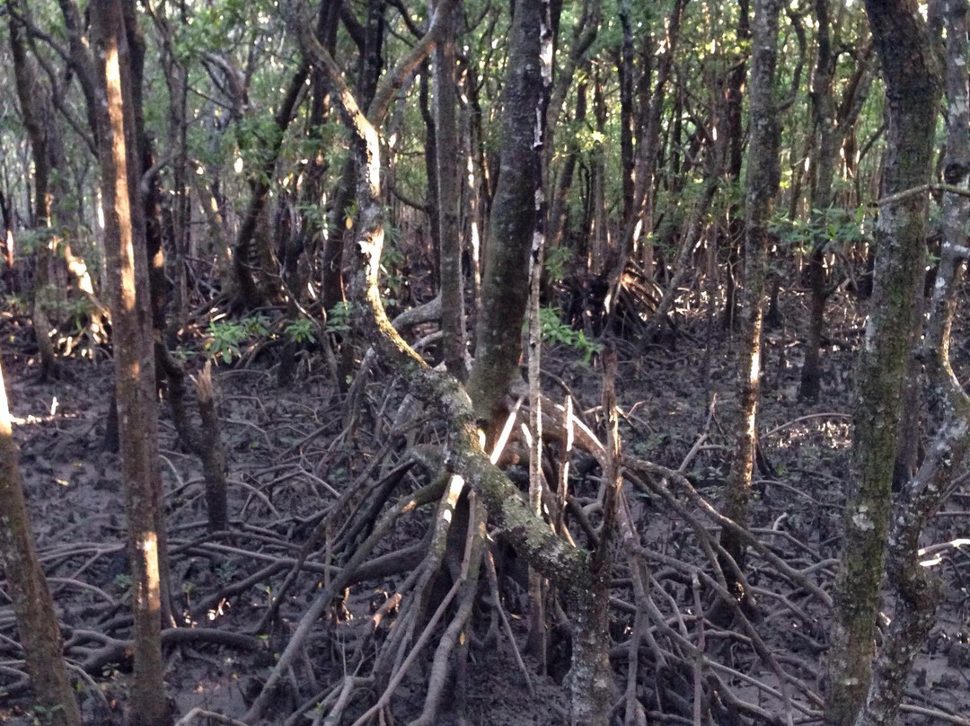 The Jack Barnes Bicentennial Mangrove Boardwalk-爱罗格伦必去景点