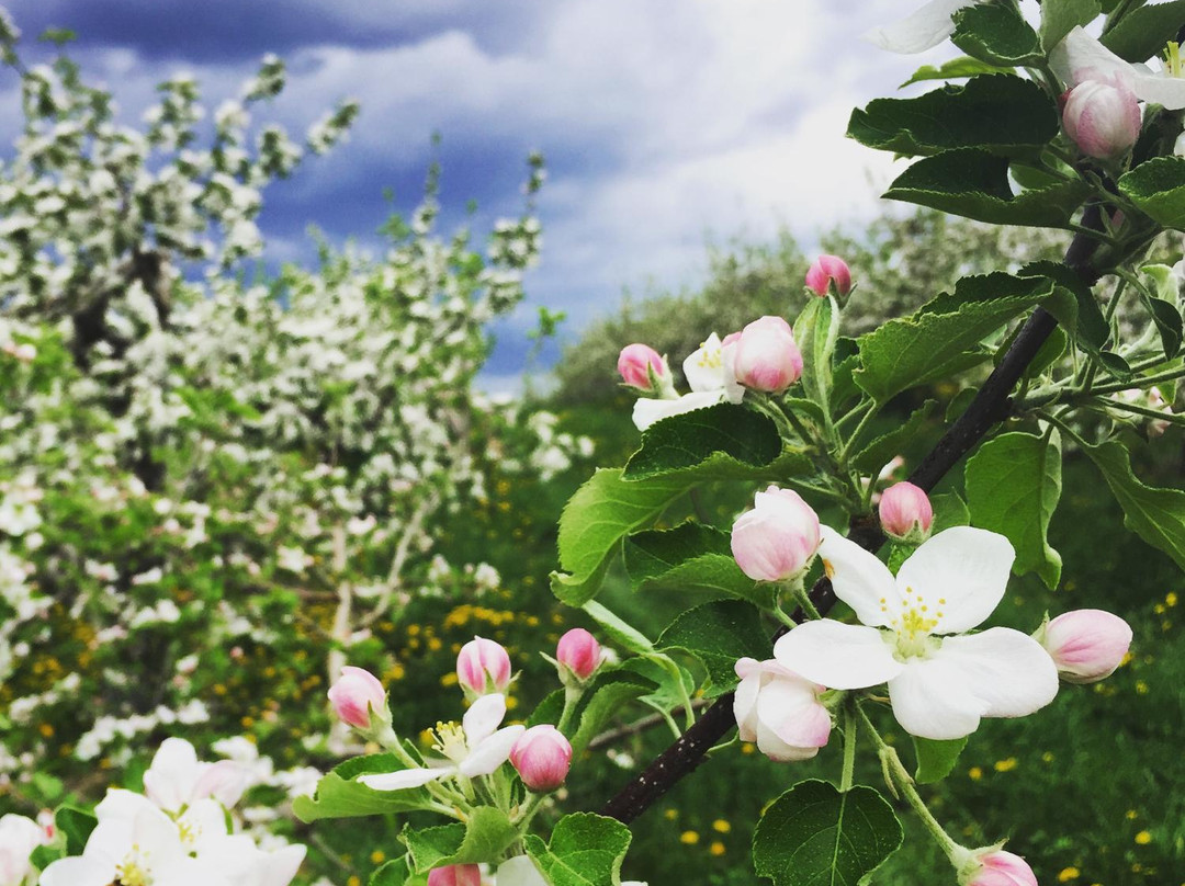 Green Mountain Orchards-普特尼必去景点