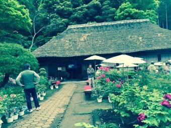 Mobara Peony Garden-茂原市必去景点