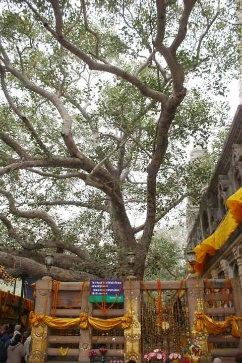 Rajayatna Tree-加雅岛必去景点