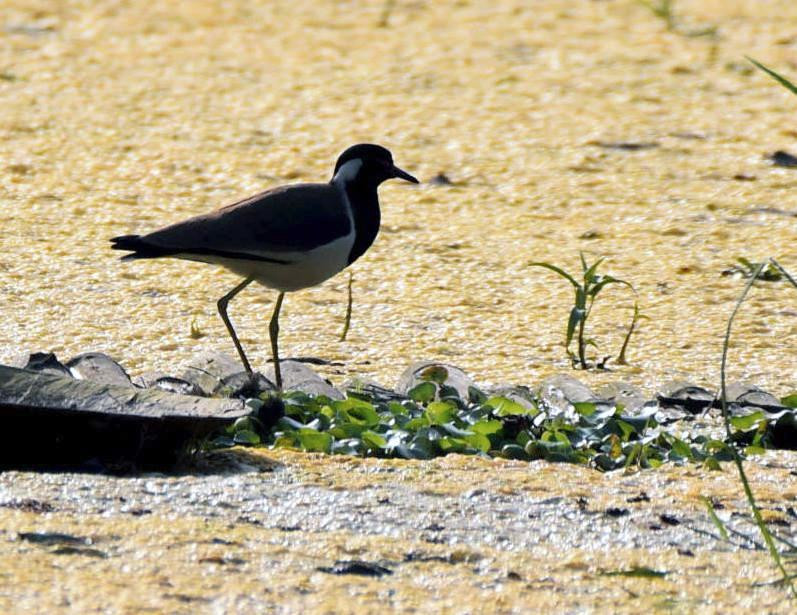 Nawabganj Bird Sanctuary-Unnao必去景点