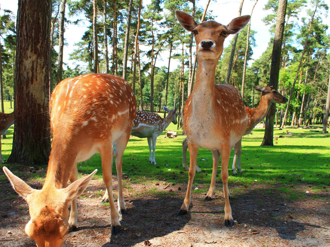 Naturwildpark Granat景点图片