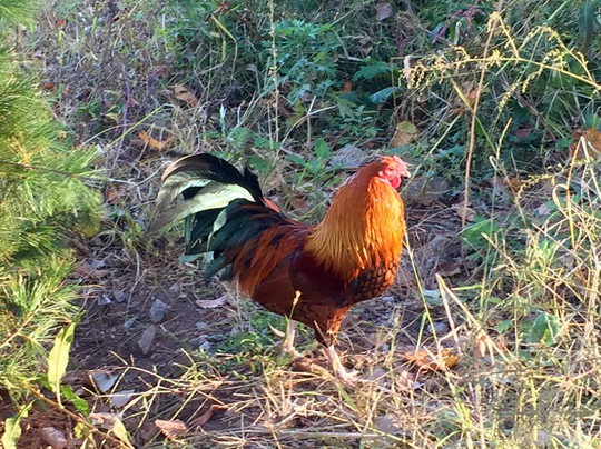 Freshkills Park-斯塔滕岛必去景点