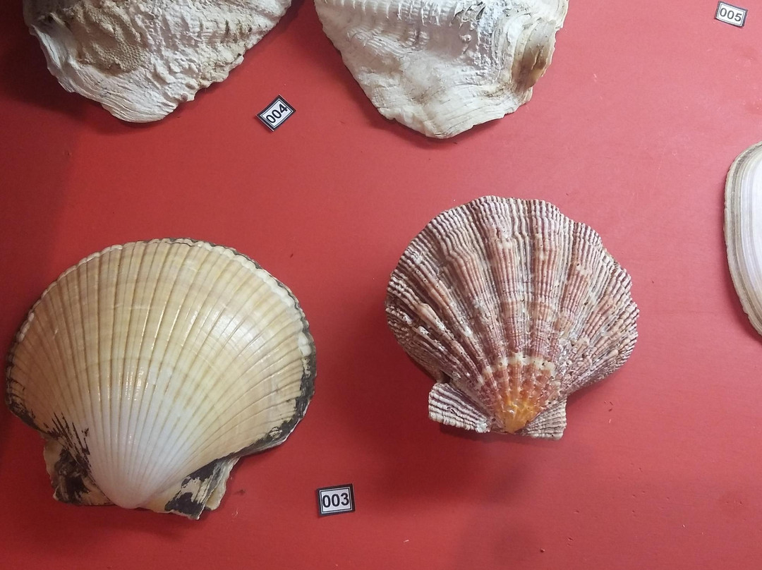 Natural History Academic Museum-Juiz de Fora必去景点