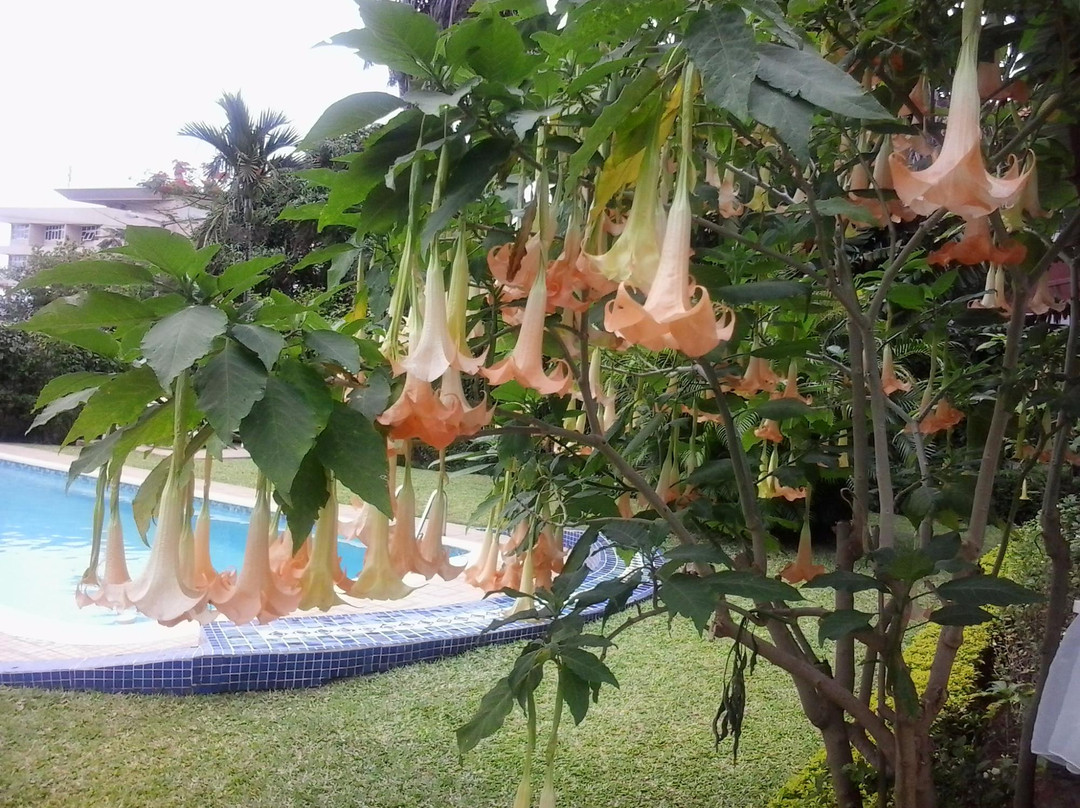 Figtree Guest House主图