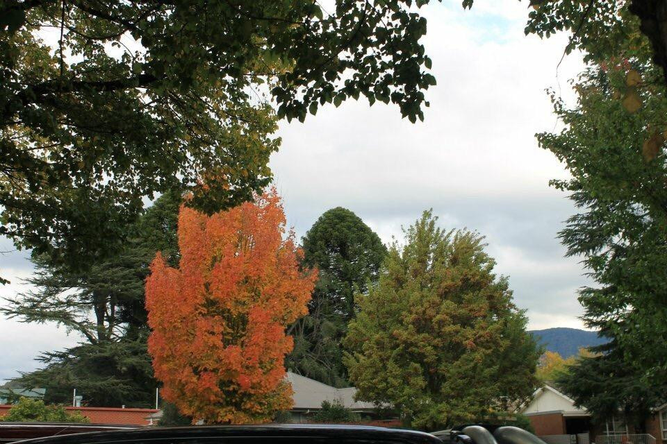 Bright Escapes - Bright Visitors Centre-布赖特必去景点